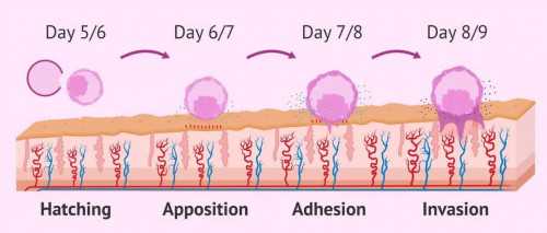 南昌试管婴儿选性别的条件，南昌大学第一附属医院能做试管吗？